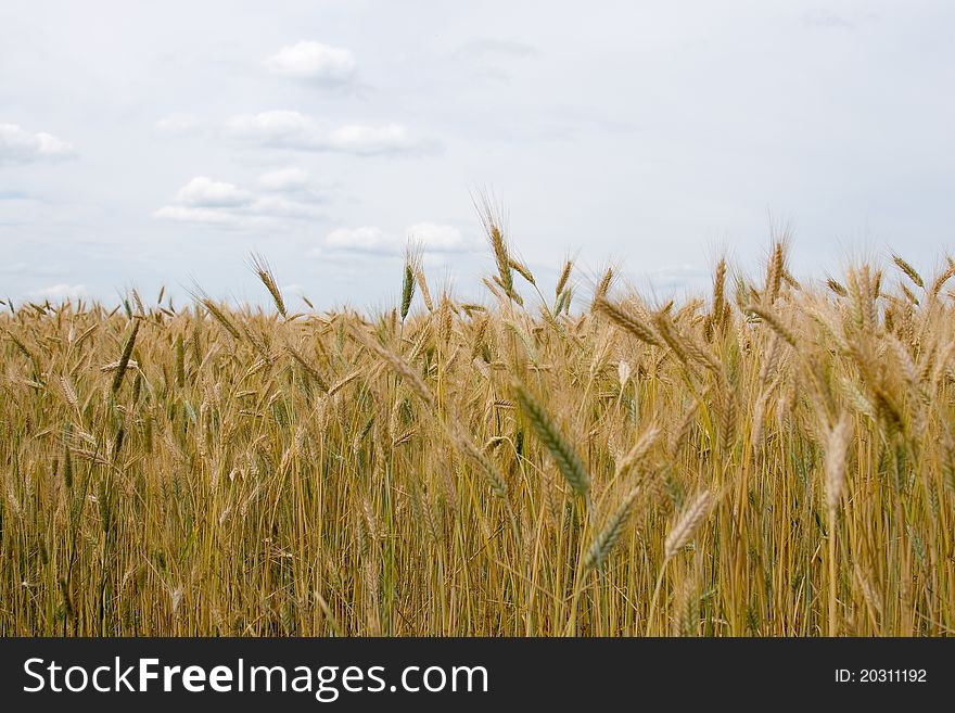 Landscape with golden wheat field and cloudy sky