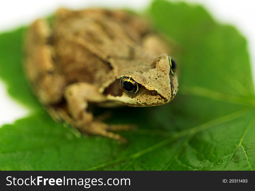 Brown frog on green leaf. macro