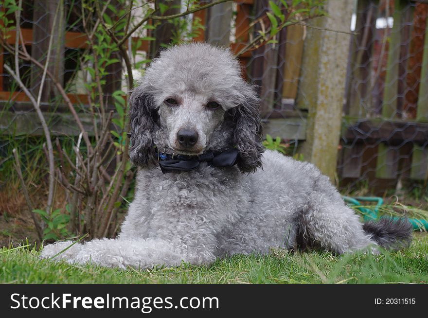 A sleepy toy poodle enjoying the garden