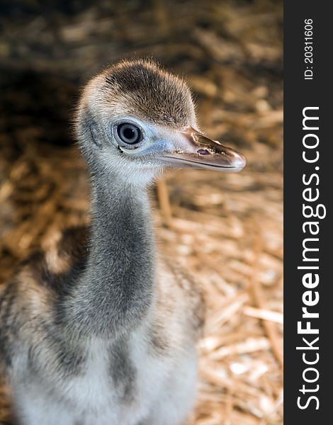 Greater rhea (Rhea americana) chick some days after hatchling