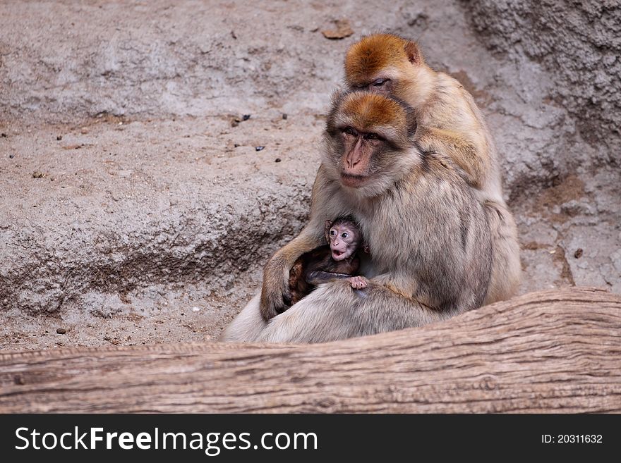 The barbary macaque family consisting of the adult male and male apes and their juvenile.