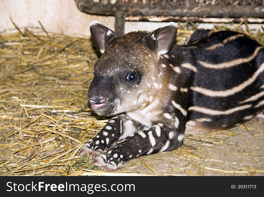 A very young tapir baby. A very young tapir baby.