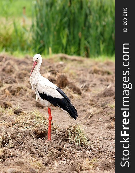 Harbinger of spring stork that flew into the Polish countryside