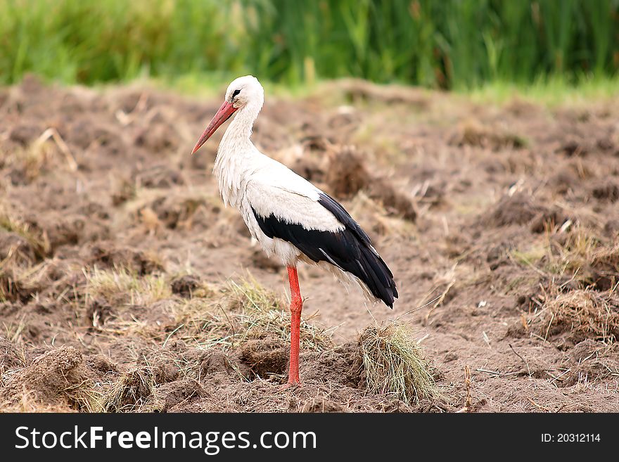 Harbinger of spring stork that flew into the Polish countryside
