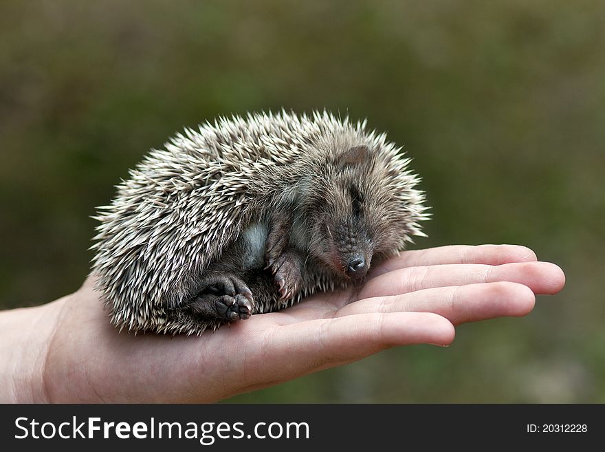 Hedgehog lying asleep in the human hand