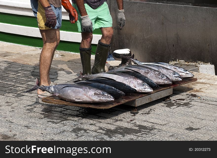 Fresh Tuna Fishes From A Fishing Boat