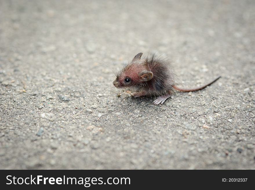Funny little grey rat on the pavement. Funny little grey rat on the pavement