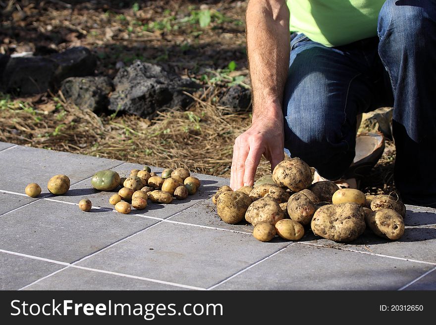 New harvest, Potatoes from own garden