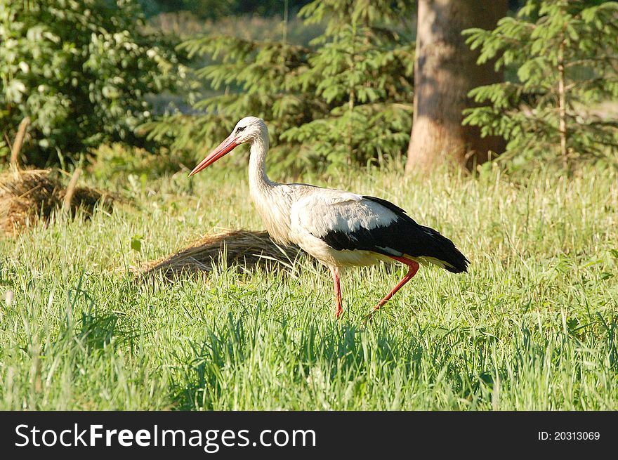 Stork walking near the lake