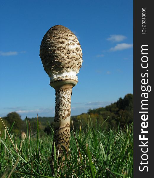 Parasol mushroom on the blue sky