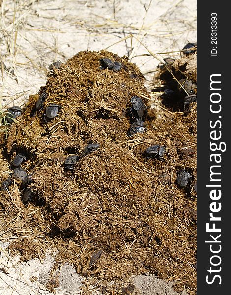 Dung beetles feasting on fresh elephant dung. Dung beetles feasting on fresh elephant dung