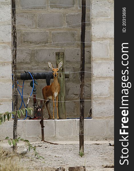 Shady Female Steenbok in water pump house. Shady Female Steenbok in water pump house