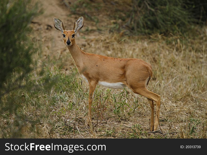 Female Steenbok