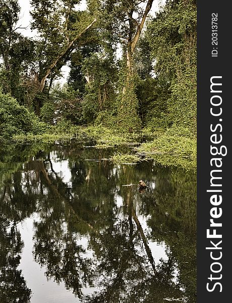 Reflection Of Trees In Puddle