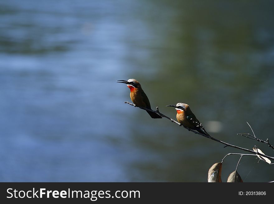 Pair of resident White-Fronted Bee-Eaters on the Okovango Delta