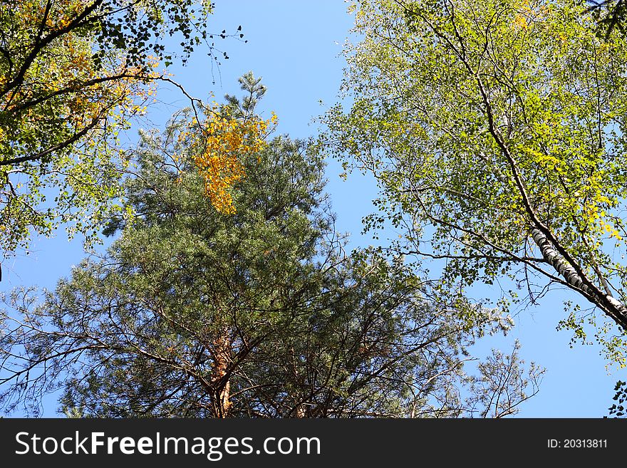 Trees view upwards early autumn