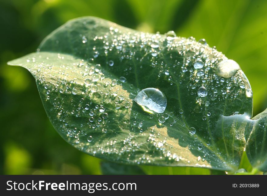 Water drops on green leaf. Water drops on green leaf