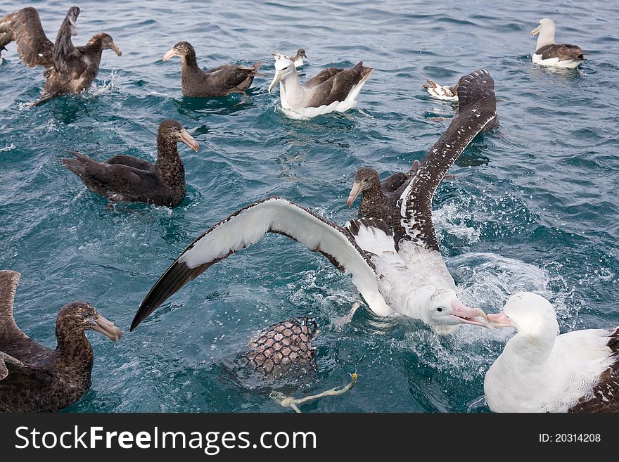 Feeding time for the large birds off the back of a boat trailing food. Feeding time for the large birds off the back of a boat trailing food.