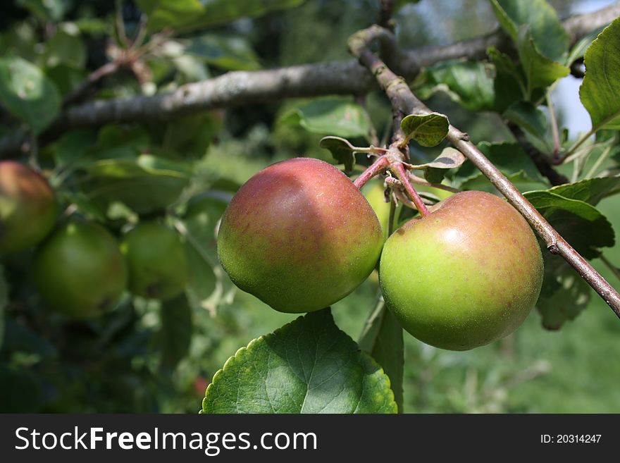 Organic apples