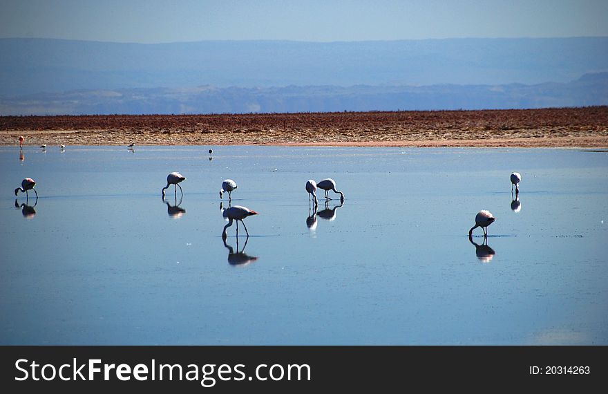 Flamingos In The Desert