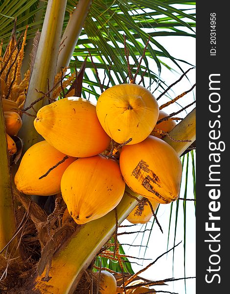 A bunch of coconut hanging on tree