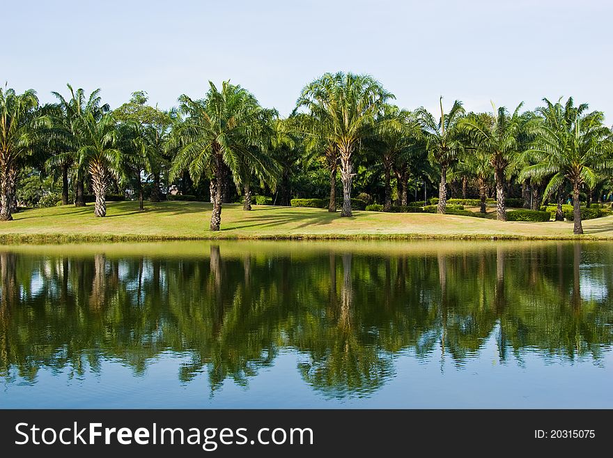 Palm tree in park on country of Thailand. Palm tree in park on country of Thailand