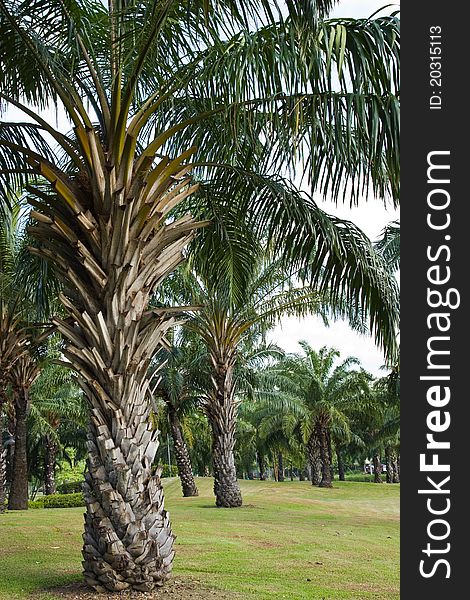 Palm tree in park on country of Thailand. Palm tree in park on country of Thailand