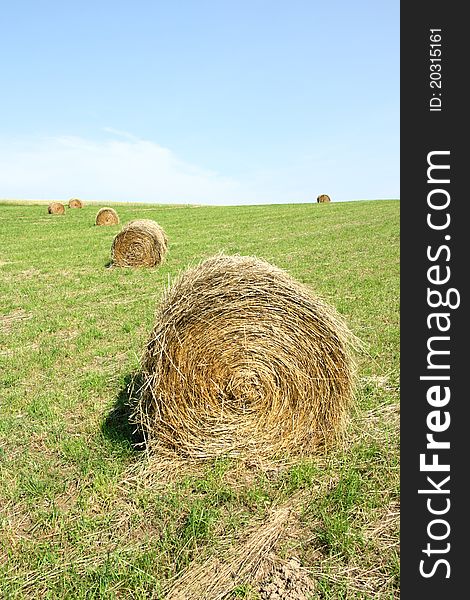 Dry hay on summer meadow