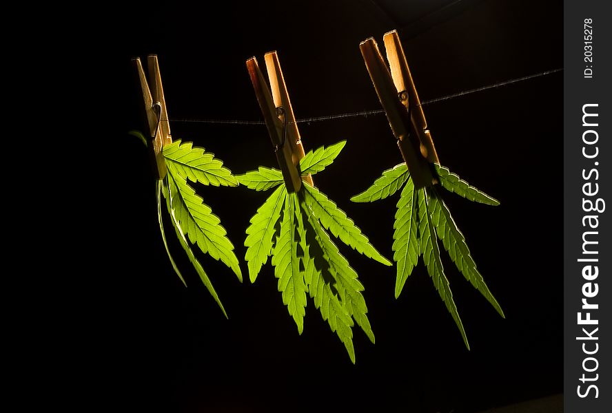 ItÂ´s a leafs of marijuana, many leafs at a table