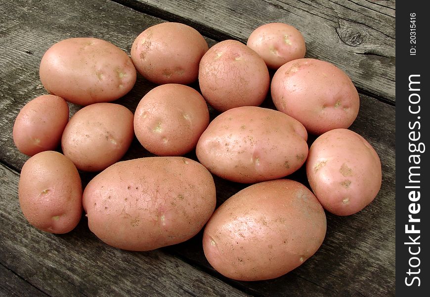 Fresh harvested pink potato tubers. Fresh harvested pink potato tubers