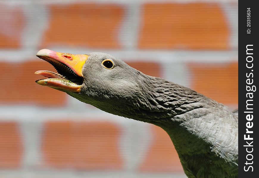 Shouting noisy geese with open beak