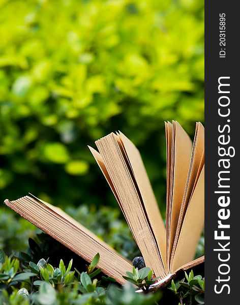 Green Leaves And Book