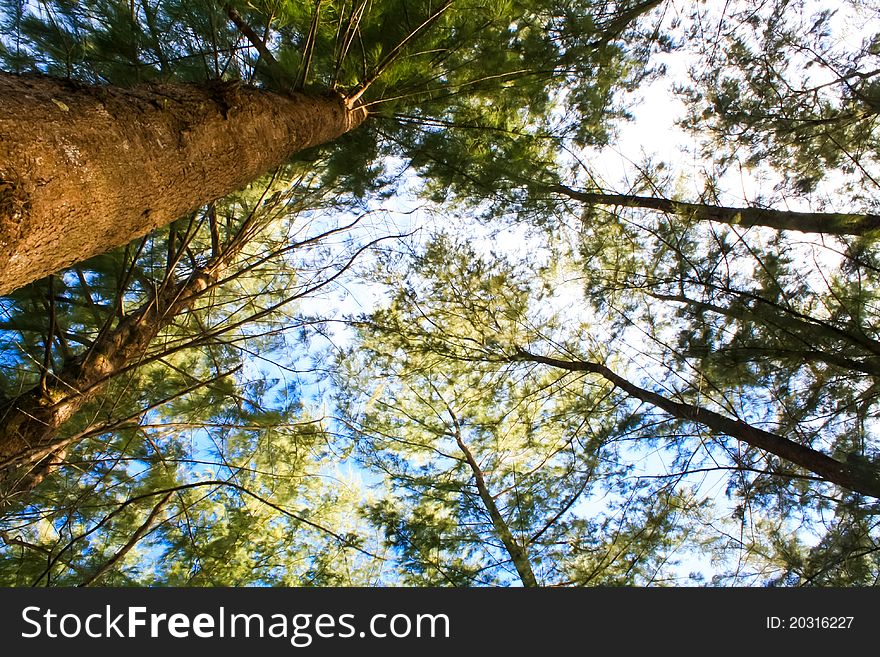 Beautiful of appearance of pine tree