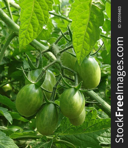 Bunch of green tomatoes ripening on the branch