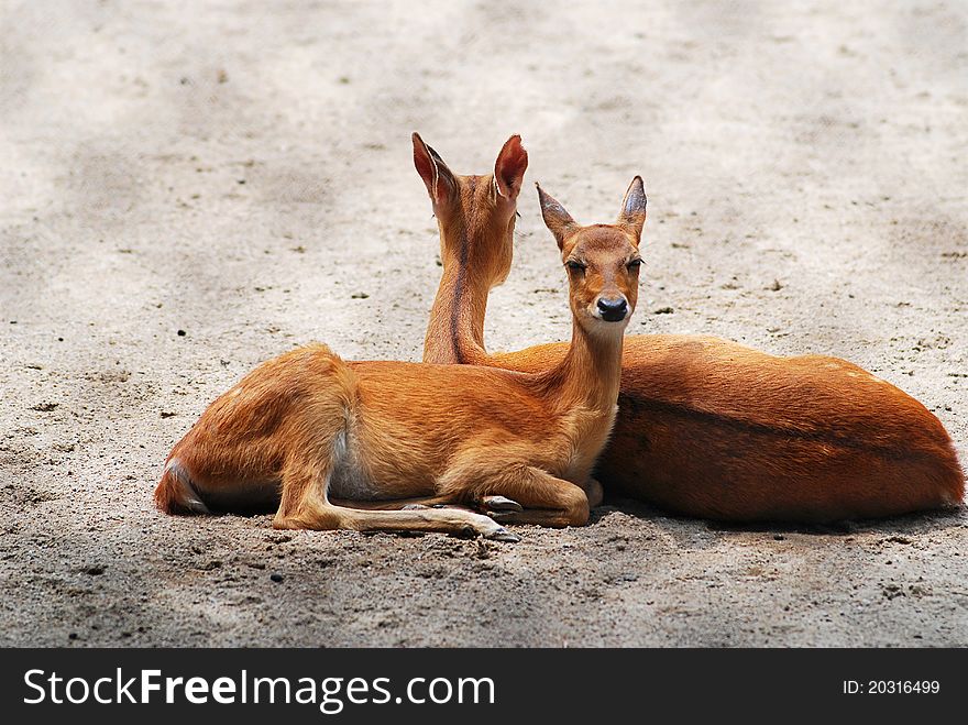 Two fawn snuggle each other.