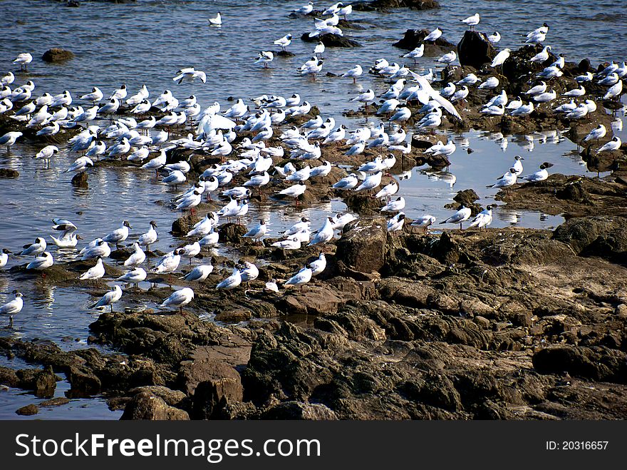 Seagulls gathering at a rocky coast of montevideo city. Seagulls gathering at a rocky coast of montevideo city