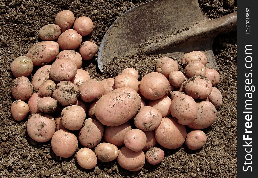 Harvested pink potato tubers and spade on the ground. Harvested pink potato tubers and spade on the ground
