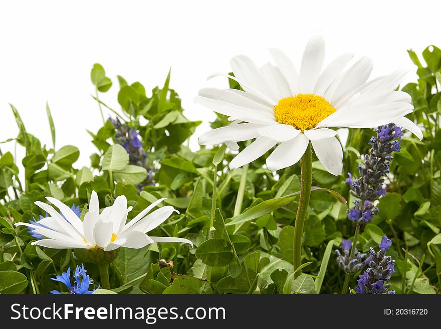 Daisy flowers with white background. Daisy flowers with white background
