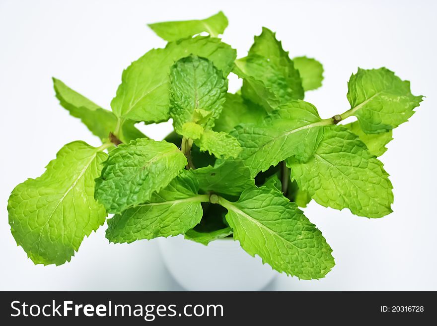 Fresh green mint in a glass. Fresh green mint in a glass