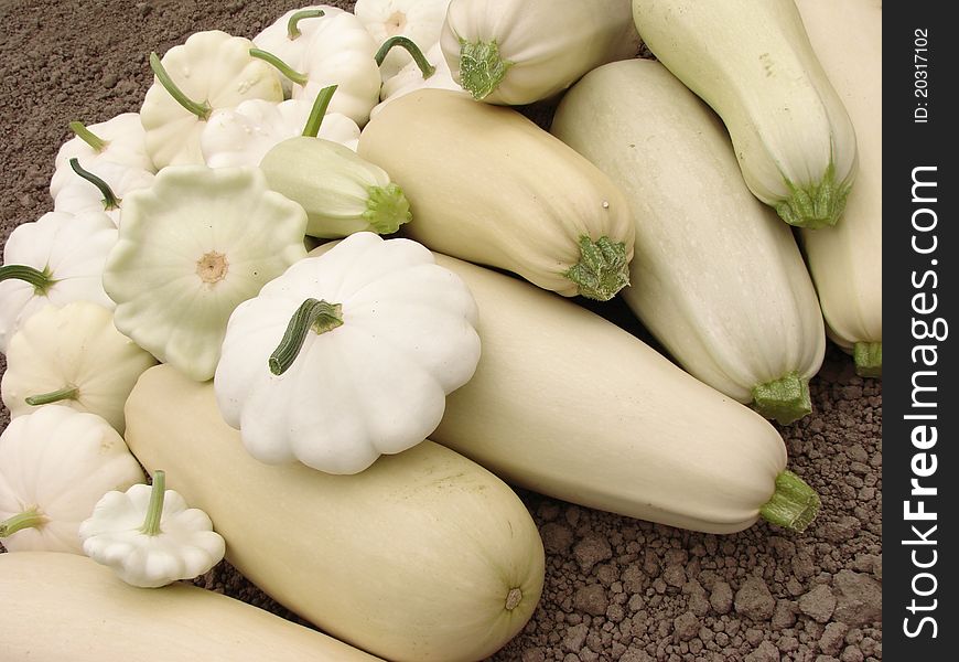 Squashes Harvest