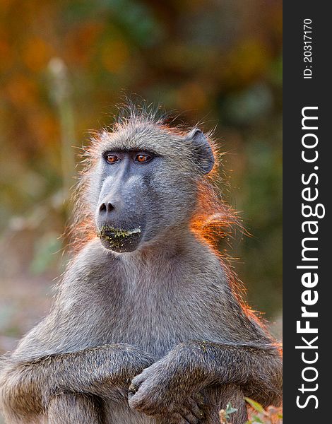 A baboon sits with arms folded.