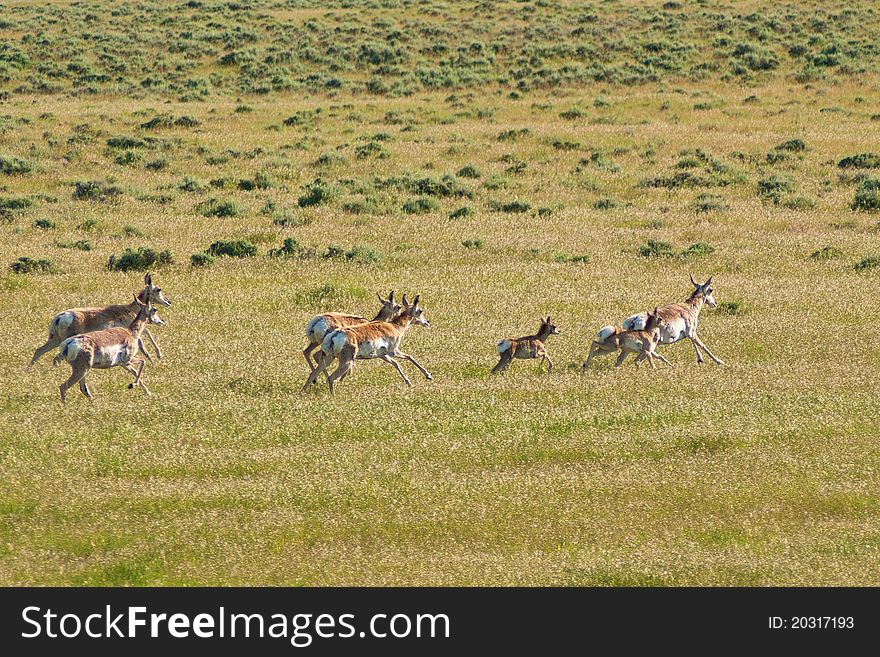 A running herd of pronghorn antelope, in the grasslands of montana.