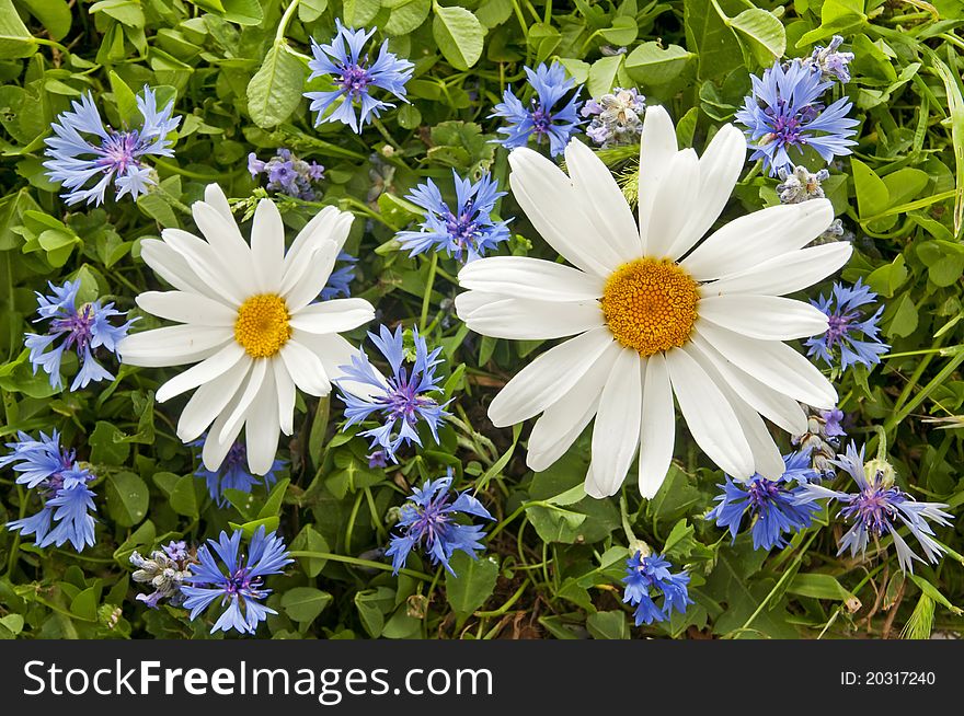 Daisies and other flowers in a garden. Daisies and other flowers in a garden