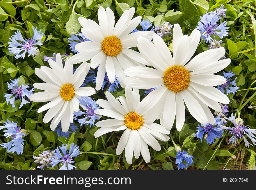 Daisies and other flowers in a garden