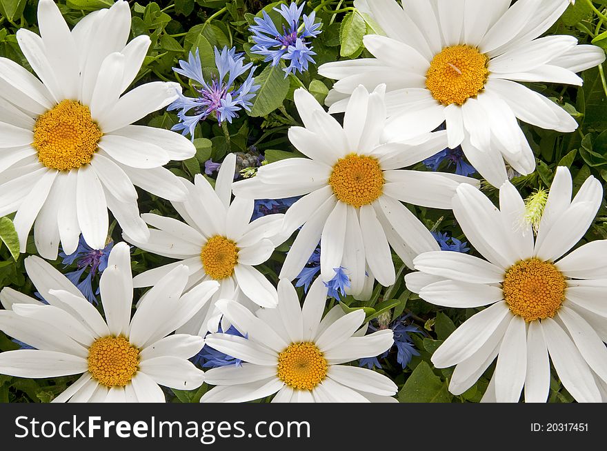 Forefront of some daisies and other flowers in a garden