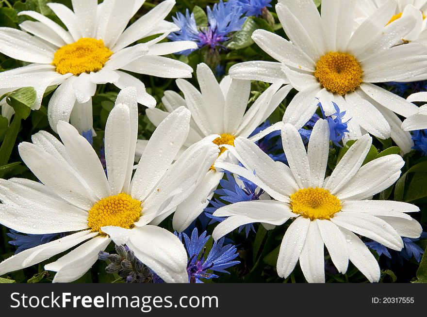 Forefront of some daisies and other flowers in a garden