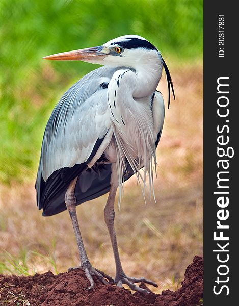 Full portrait of a Grey Heron watching with intense eyes. Full portrait of a Grey Heron watching with intense eyes