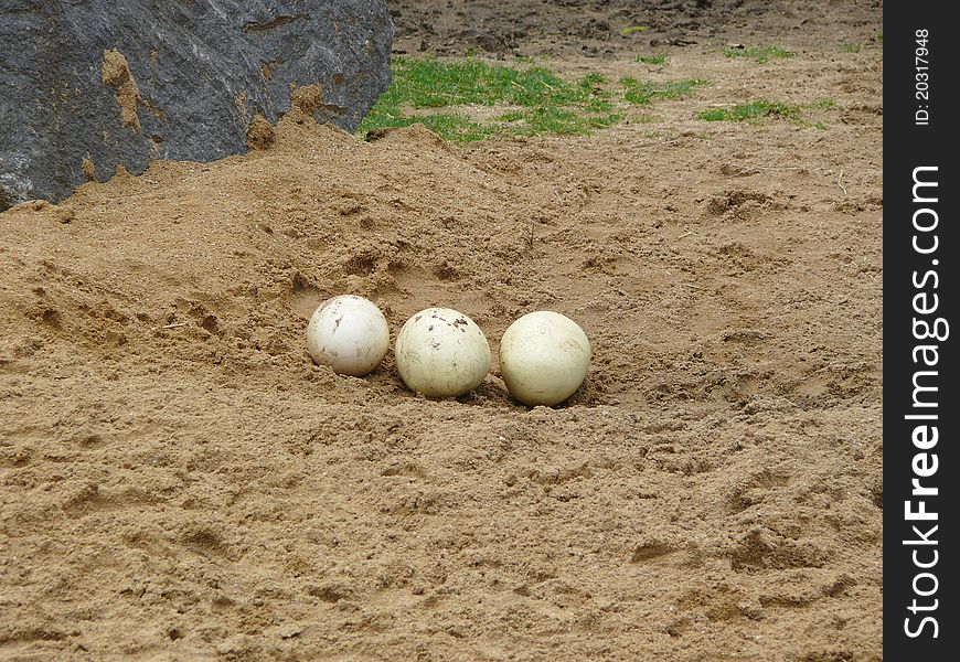 Ostrich three eggs in zoo Jihlava in Czech republic. Ostrich three eggs in zoo Jihlava in Czech republic