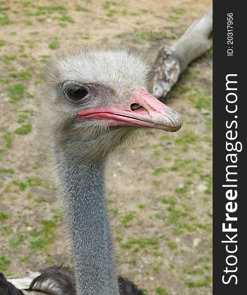 Ostrich head watching in zoo Jihlava in Czech republic