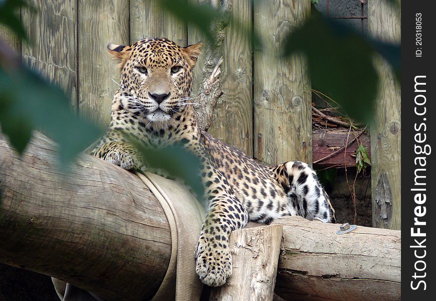 Look of leopard (Panthera pardus saxicolor) in zoo in czech republic